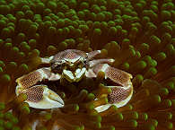 Krabbe in Anemonen 