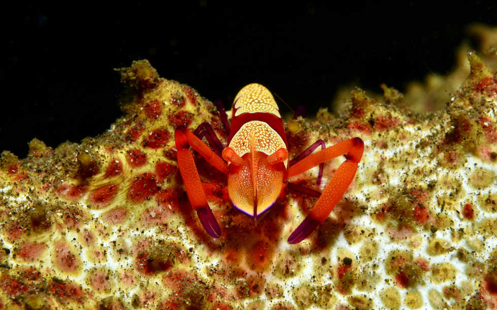 Tauchen in Sambirenteng, Nord-Bali 