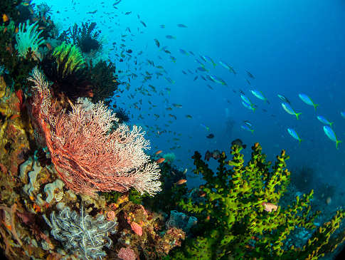 Tauchen in der Bandasee · Indonesien 