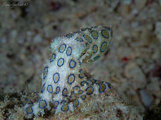 Blauring-Oktopus · Tauchen Bangka Island Sulawesi 