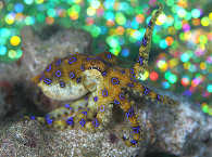 Blauring-Oktopus · Tauchen Lembeh 