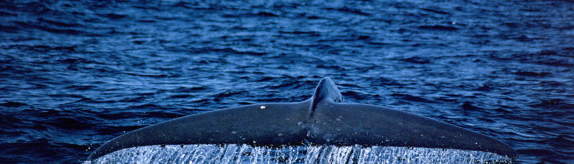 Whalewatching Alor · Blauwal 
