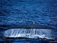 Whalewatching Alor · Blauwal 