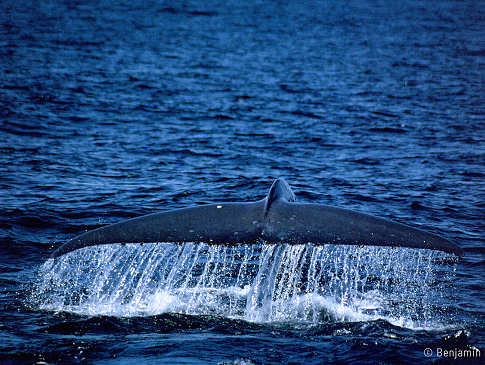 Whalewatching Alor · Blauwal 