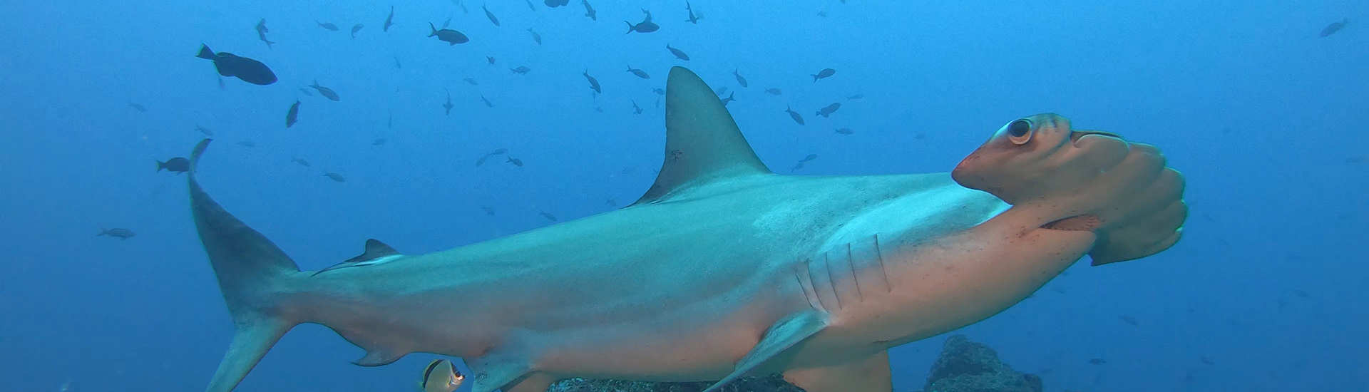Bogenstirn-Hammerhai am »Berg der Haie« · Tauchen an Cocos Island 