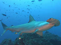 Bogenstirn-Hammerhai am »Berg der Haie« · Tauchen an Cocos Island 