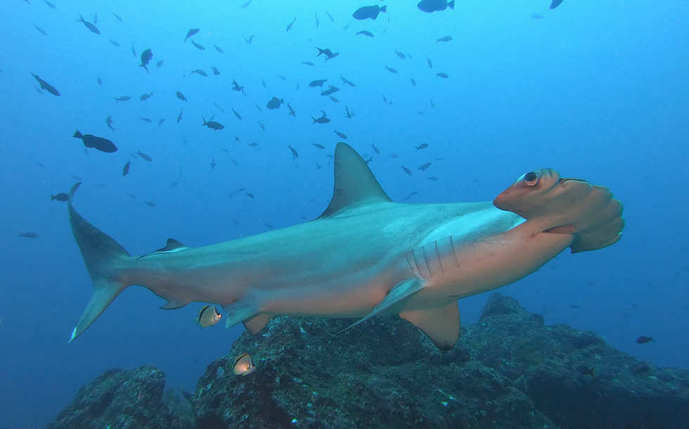 Bogenstirn-Hammerhai am »Berg der Haie« · Tauchen an Cocos Island 