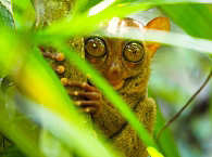 Tarsier in den Wäldern Bohols 
