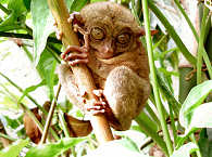 Tarsier Affe – Tauchreisen nach Bohol  