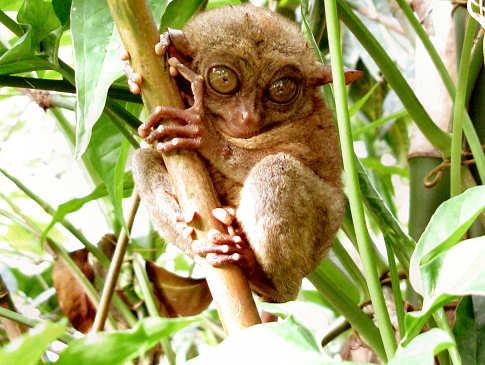 Tarsier Affe – Tauchreisen nach Bohol  