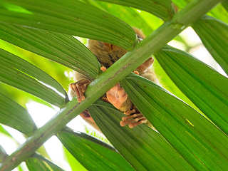 Tauchurlaub Bohol · winziger Tarsier-Affe 