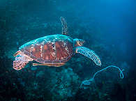 Beim Tauchen vor Anda (Bohol) überall anzutreffen: Schildkröten 