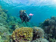 Tauchen Bohol · Philippinen 