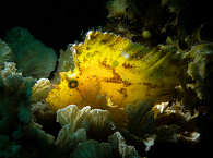 Schaukelfisch · Tauchen Bohol Island 