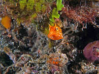 Boxfisch (Kofferfisch) · Tauchen am Alor und Pantar 
