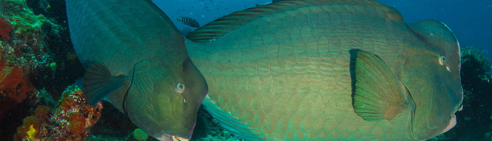 Büffelkopf-Papageifischen autnah!! – Dampier Strait, Raja Ampat 