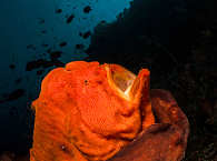 Tauchen Bunaken Marinepark, Nordsulawesi 