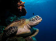 Tauchen im Bunaken Nationalpark 