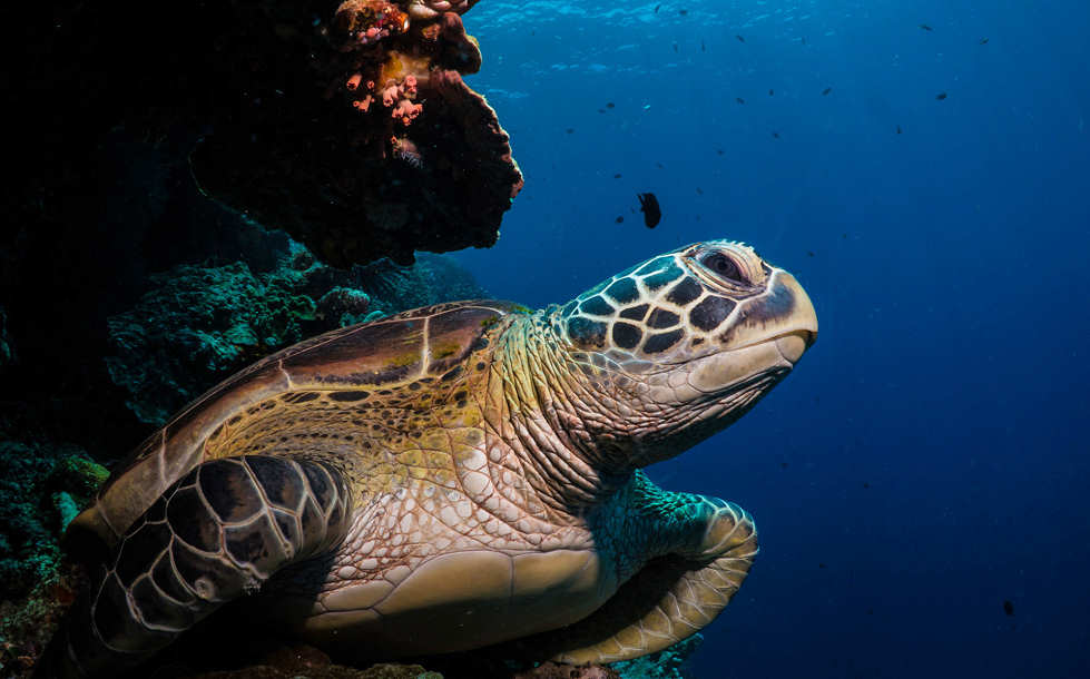 Tauchen im Bunaken Nationalpark 
