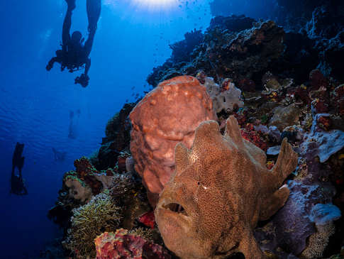 Tauchen Bunaken 