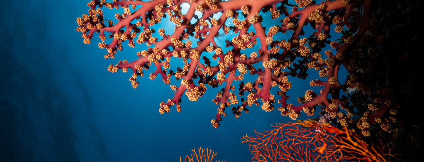 Bunaken, blühende Weich- und Hartkorallen, Schwämme, Anemonen und Gorgonien 