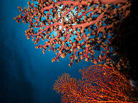 Bunaken, blühende Weich- und Hartkorallen, Schwämme, Anemonen und Gorgonien 