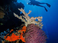 Tauchen über Bunakens Korallenformationen 