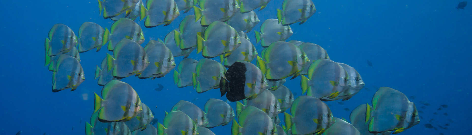 Tauchen im Marine Nationalpark Bunaken 