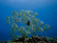 Tauchen im Marine Nationalpark Bunaken 