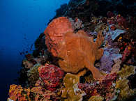 Tauchen Bunaken, in eine Unterwasserwelt von beeindruckender Fülle 