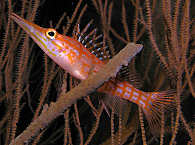 Tauchen Bunaken, Indonesien 