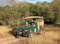 Safaris im Kruger Nationalpark 