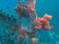 Tauchen in Busuanga – Coron Bay, Philippinen 
