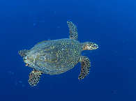 Echte Karettschildkröte · Tauchen Cagayan Islands 