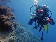 Tauchen mit dem Celebes Divers Sulawesi 