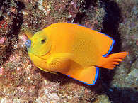 Clarion Angelfish 