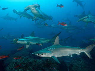 Hammerhai-Schule an Cocos Island (Divespot Alcyone) 