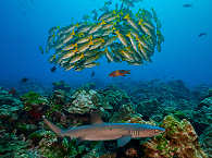 Diving Cocos Island Costa Rica (Manuelita Island) 