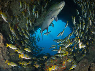 Cocos Island · Diving Costa Rica 