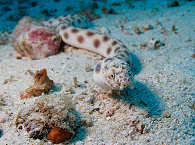 Diving Costa Rica · Cocos Island 