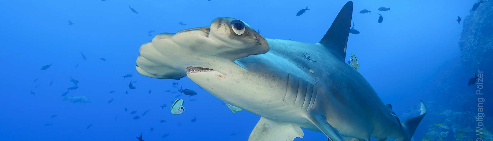 Hammerhai Cocos Island – Tauchsafari Costa Rica 