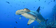 Hammerhai Cocos Island – Tauchsafari Costa Rica 