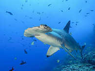 Hammerhai Cocos Island – Tauchsafari Costa Rica 