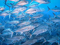 Tauchen mit Schwarmfisch an Cocos Island (Großaugenmakrelen) 