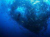 Tauchen in Costa Rica · Diving Cocos Island 