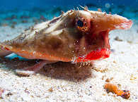 Costa Rica Diving · Tauchen an Cocos Island 
