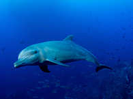 Delfin · Tauchreisen und Tauchsafaris Costa Rica 