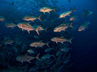Diving Cocos Island, Costa Rica 