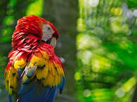Scuba Native Special-Trip · Tauchsafari Cocos Island 2024