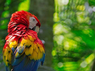 Scuba Native Special-Trip · Tauchsafari Cocos Island 2024